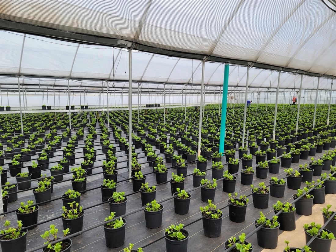 Drip tape running the length of every row over thousands of young mums in black containers under a shadehouse