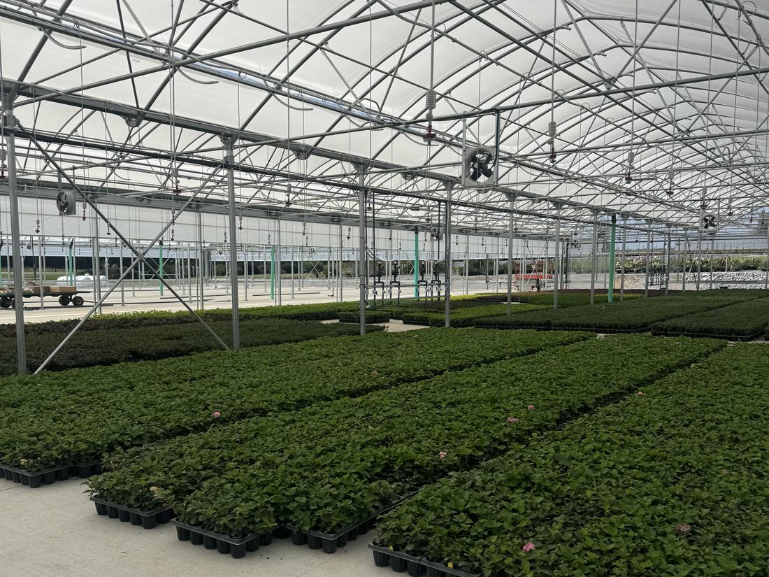 Overhead misting lines with emitters spaced along the trusses of a gutter-connect greenhouse, above rows of young plants in trays