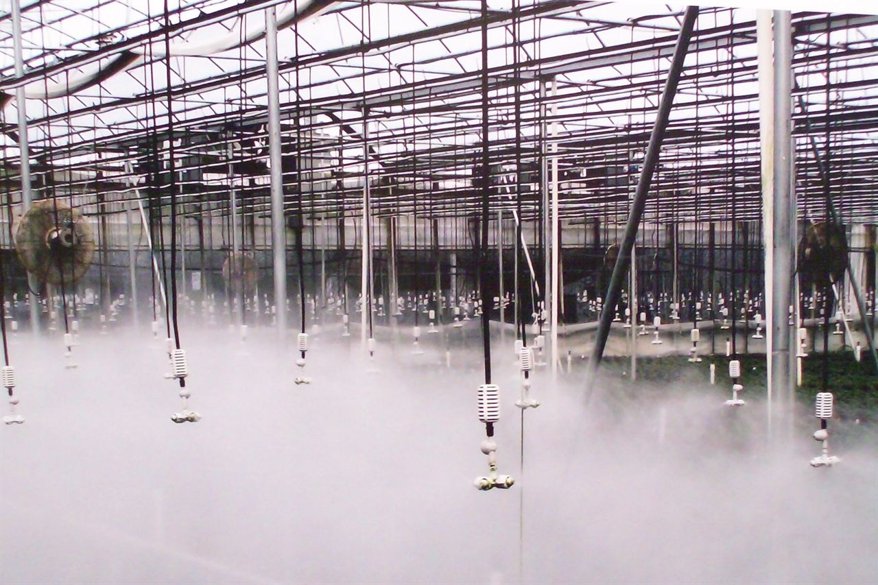 Rows of foggers on drop tubes running at full output, filling a greenhouse with fog